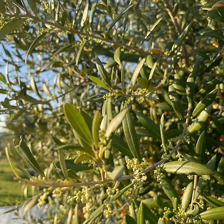 Clean Agrotourism * Δυρράχιο